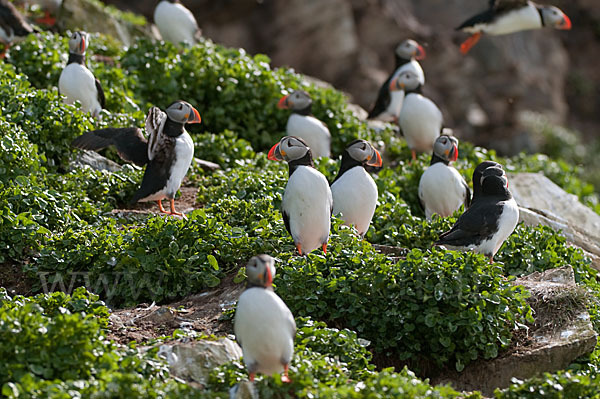 Papageitaucher (Fratercula arctica)