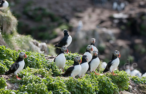 Papageitaucher (Fratercula arctica)