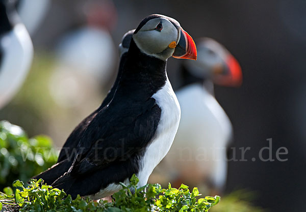 Papageitaucher (Fratercula arctica)