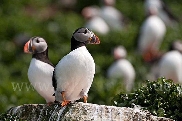 Papageitaucher (Fratercula arctica)