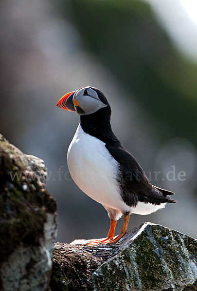 Papageitaucher (Fratercula arctica)