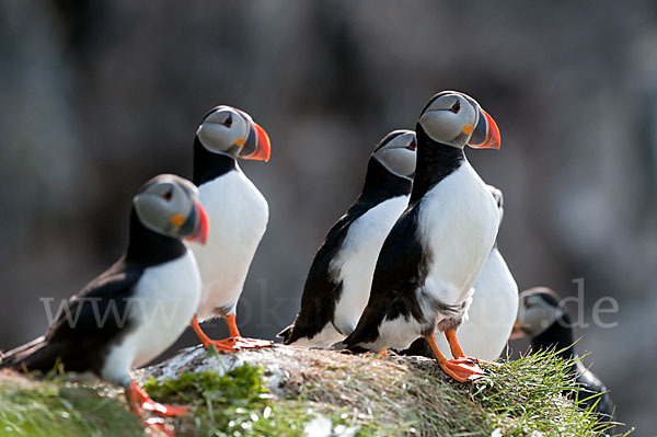 Papageitaucher (Fratercula arctica)