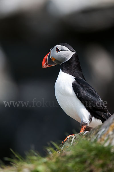 Papageitaucher (Fratercula arctica)