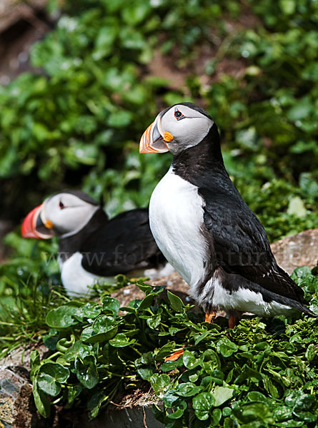 Papageitaucher (Fratercula arctica)