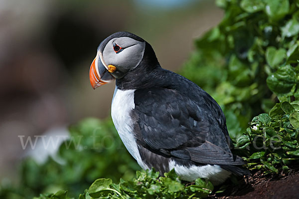 Papageitaucher (Fratercula arctica)