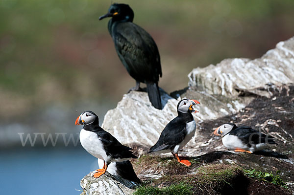 Papageitaucher (Fratercula arctica)