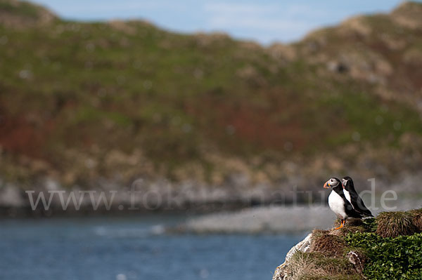 Papageitaucher (Fratercula arctica)