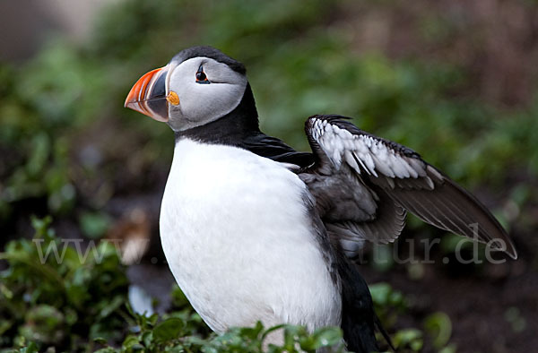 Papageitaucher (Fratercula arctica)