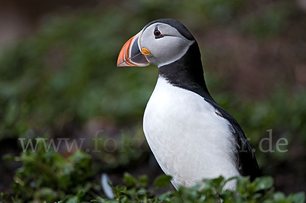 Papageitaucher (Fratercula arctica)