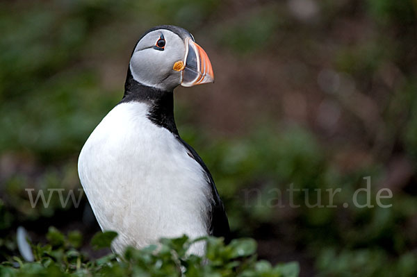 Papageitaucher (Fratercula arctica)