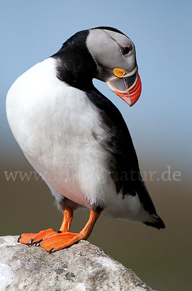 Papageitaucher (Fratercula arctica)