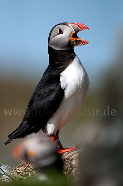 Papageitaucher (Fratercula arctica)