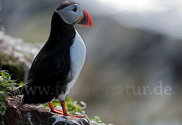 Papageitaucher (Fratercula arctica)