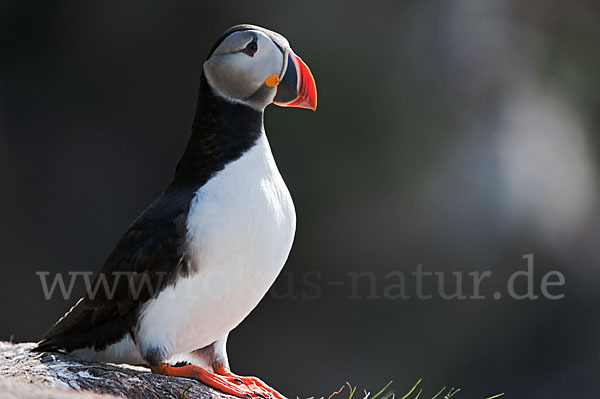 Papageitaucher (Fratercula arctica)