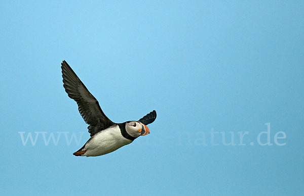 Papageitaucher (Fratercula arctica)