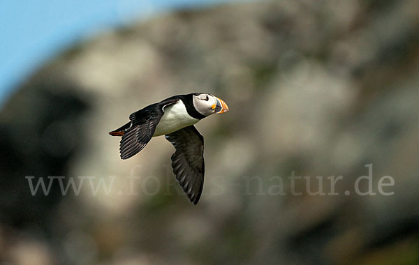 Papageitaucher (Fratercula arctica)