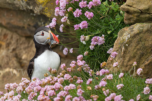 Papageitaucher (Fratercula arctica)