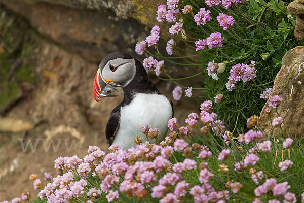 Papageitaucher (Fratercula arctica)