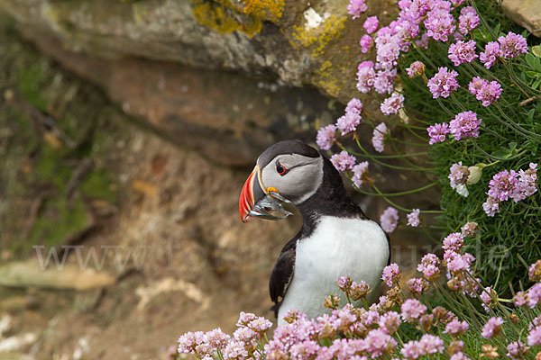 Papageitaucher (Fratercula arctica)