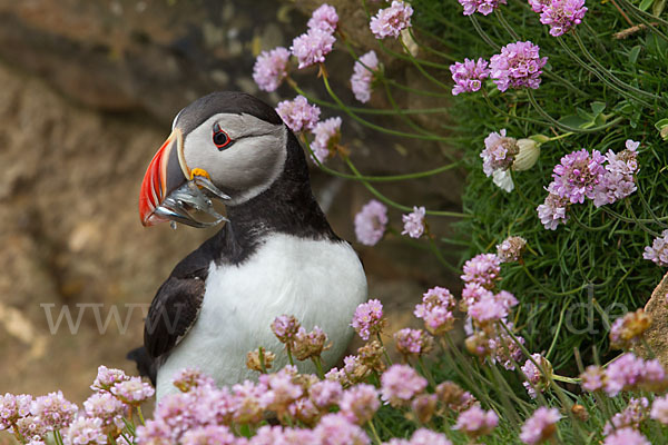 Papageitaucher (Fratercula arctica)