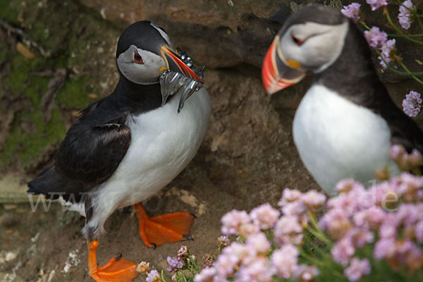 Papageitaucher (Fratercula arctica)