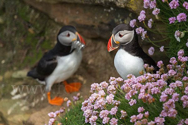 Papageitaucher (Fratercula arctica)