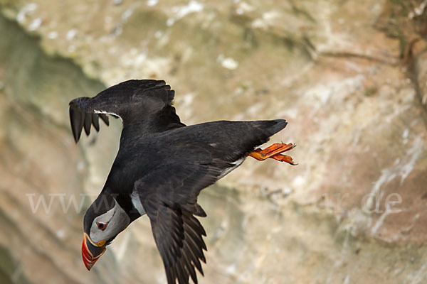 Papageitaucher (Fratercula arctica)