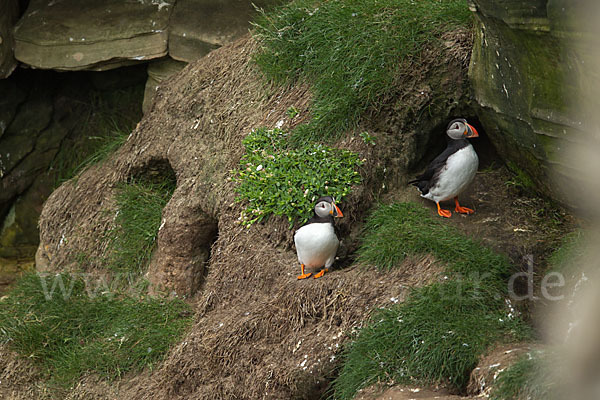 Papageitaucher (Fratercula arctica)