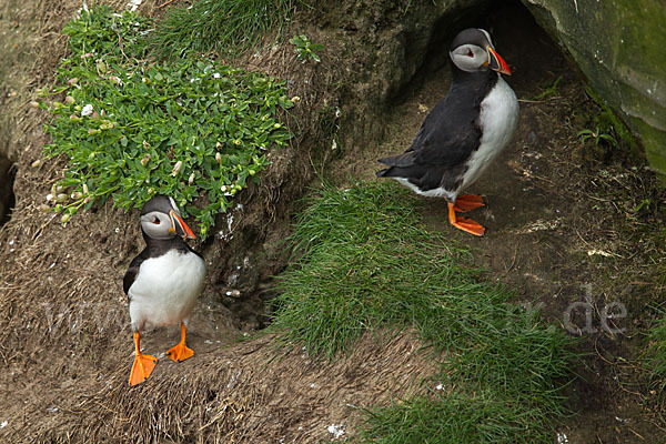 Papageitaucher (Fratercula arctica)