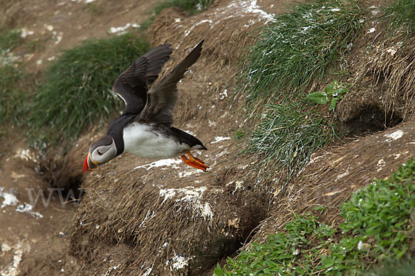 Papageitaucher (Fratercula arctica)