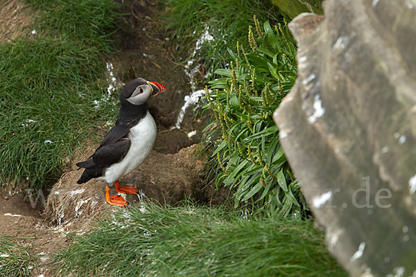 Papageitaucher (Fratercula arctica)