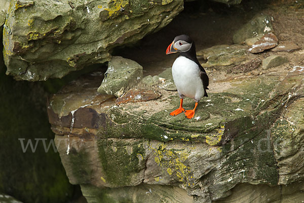 Papageitaucher (Fratercula arctica)