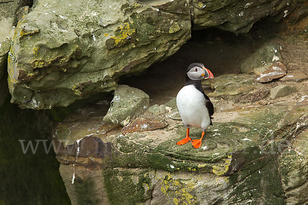 Papageitaucher (Fratercula arctica)