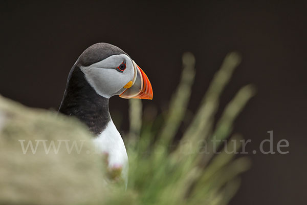 Papageitaucher (Fratercula arctica)