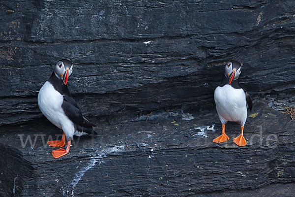 Papageitaucher (Fratercula arctica)