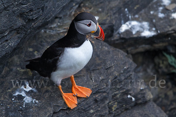 Papageitaucher (Fratercula arctica)