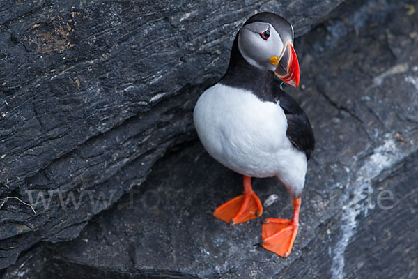 Papageitaucher (Fratercula arctica)