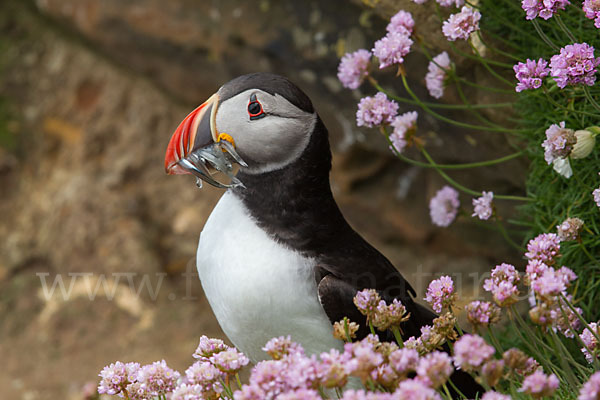 Papageitaucher (Fratercula arctica)