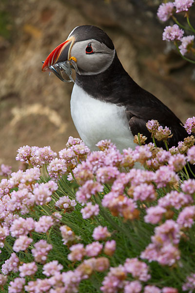 Papageitaucher (Fratercula arctica)