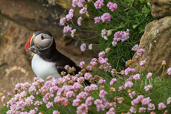 Papageitaucher (Fratercula arctica)