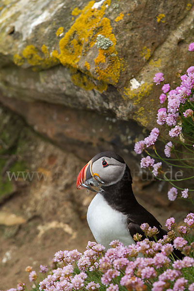 Papageitaucher (Fratercula arctica)