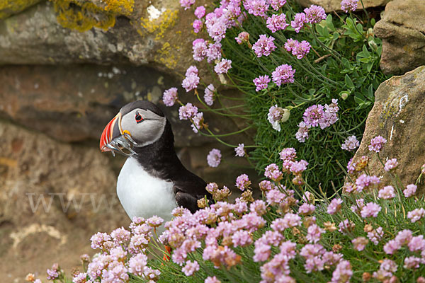 Papageitaucher (Fratercula arctica)