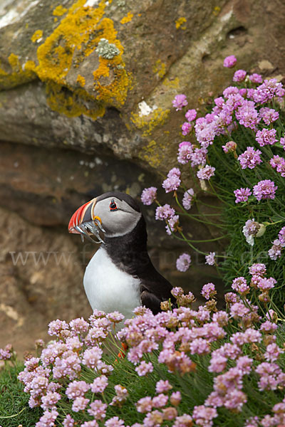 Papageitaucher (Fratercula arctica)