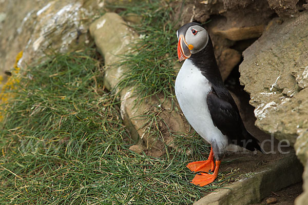 Papageitaucher (Fratercula arctica)