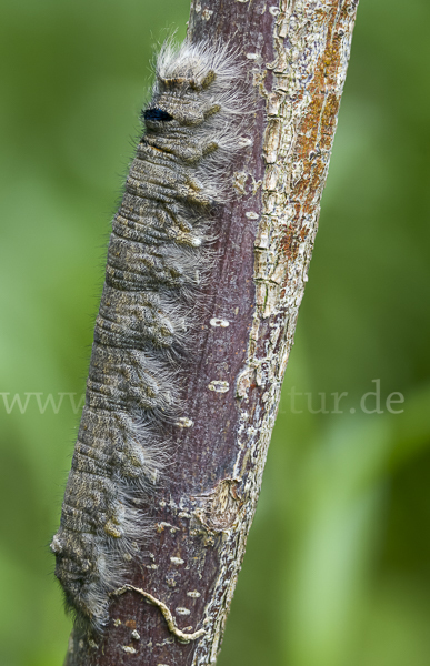 Pappelglucke (Gastropacha populifolia)