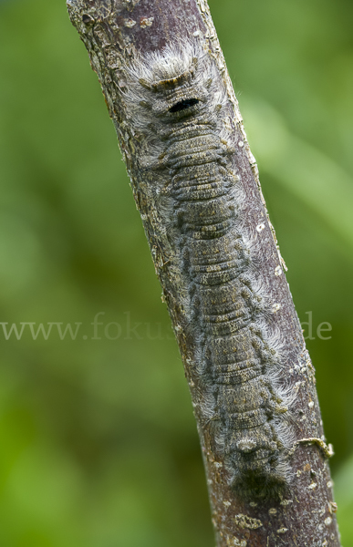 Pappelglucke (Gastropacha populifolia)