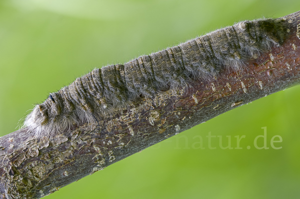 Pappelglucke (Gastropacha populifolia)