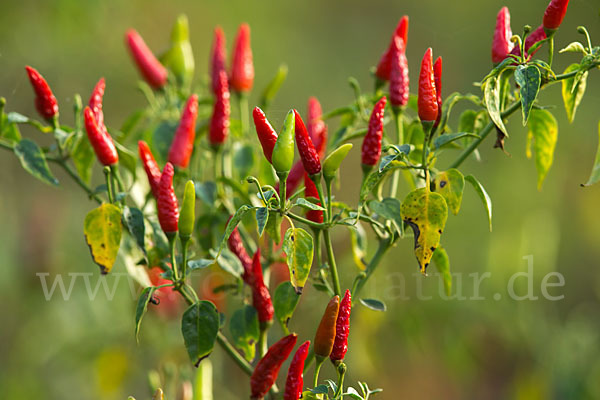 Paprika spec. (Capsicum spec.)