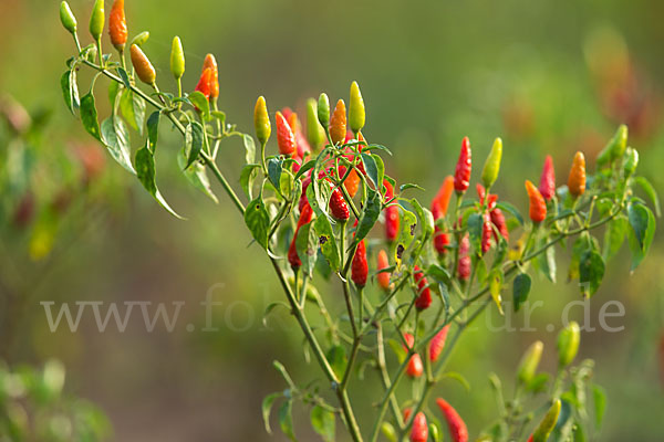 Paprika spec. (Capsicum spec.)