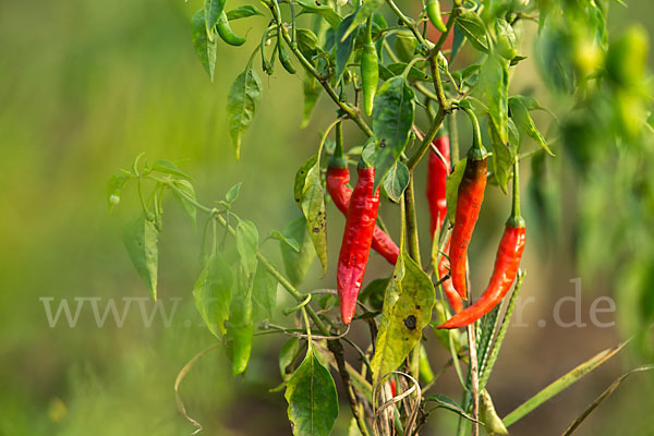 Paprika spec. (Capsicum spec.)